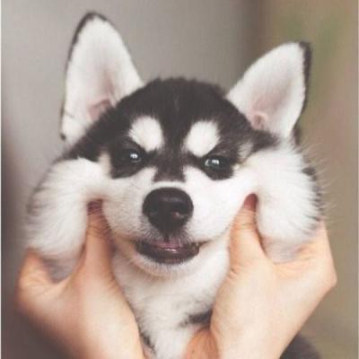 🐕萌到心化!狗狗头像图片大全