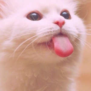 🐾2025超火爆的宠物头像图片来袭！