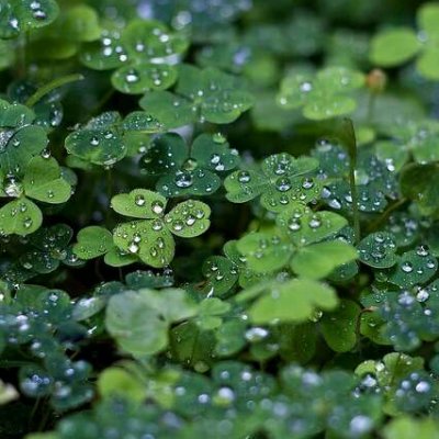 被这组四叶草头像美到，唯美清纯风狠狠爱住 