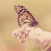 🌸唯美蝶恋花头像大集合，快来挑！