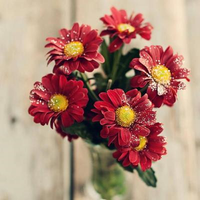 超全花系微信头像大集合来啦！