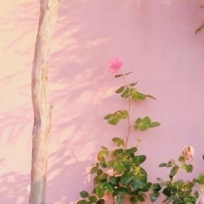 被粉红色背景的小清新头像拿捏住啦🎀