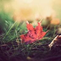 绝美！花朵鲜花风景静物QQ头像精选