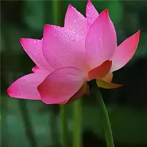 绝美好看的莲花微信头像大全🌸