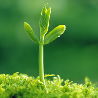 🌱被这组清新绿芽头像大全美到！满满生命气息