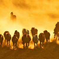 被这组马群头像美哭，高清又震撼