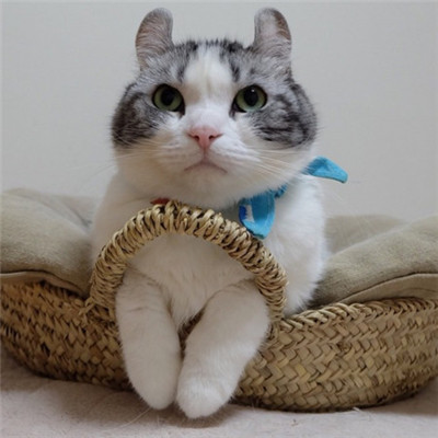 🐱猫奴必看！超萌卷耳猫微信头像来袭