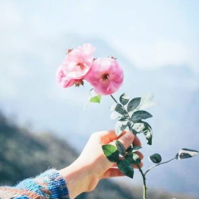 唯美头像静物，治愈你的视觉