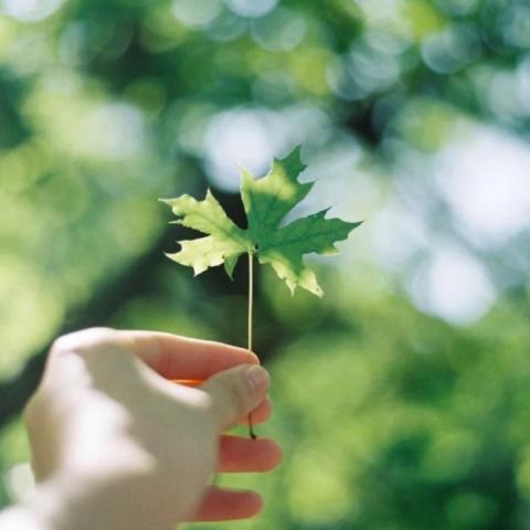 被这些微信风景静物创意头像美到啦