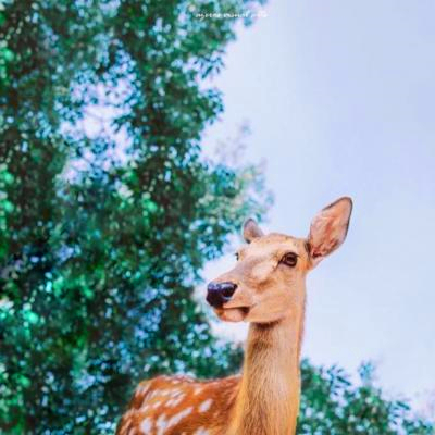 微信头像风景意境静物，氛围感拉满