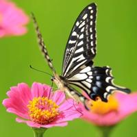 蝶恋花唯美清新头像图片大全🌸