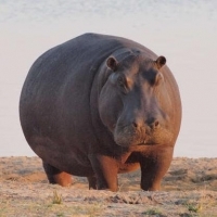 🐴超萌呆河马头像来袭，萌化你的心！