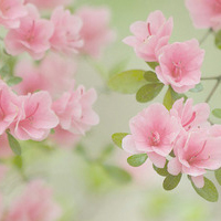 被狠狠拿捏的简约干净QQ头像✨