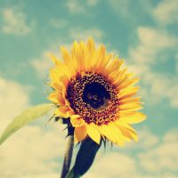 🌻被这组清新高清的向日葵头像美到啦！