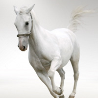 马主题微信头像图片大全，高清霸气超好看💥