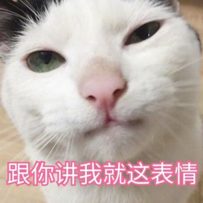 🐱超萌!带字猫咪头像来袭,萌趣又吸睛