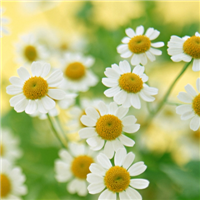 被这组清新淡雅头像美哭啦🥰