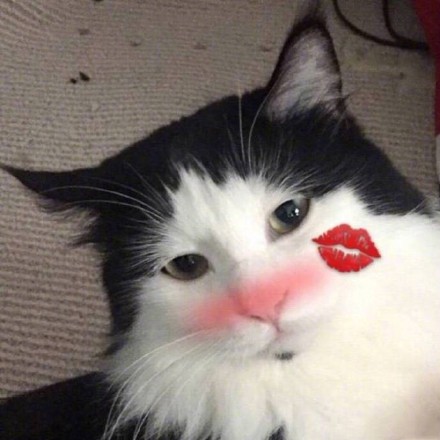 萌炸啦！动物情侣头像一左一右来袭🥰