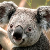 超全！可爱考拉头像大集合来袭🐨