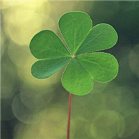 种草 | 幸运草头像大集合来咯🎉