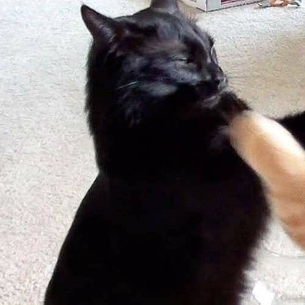 搞怪猫咪一左一右情侣头像来袭🐱