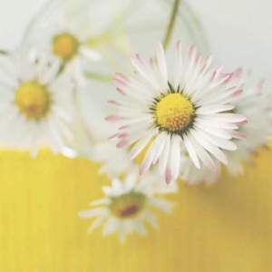 适合妈妈的微信头像花朵图片🌸妈妈专属！