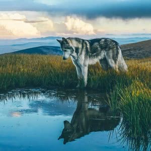 狠狠心动!唯美狼系头像