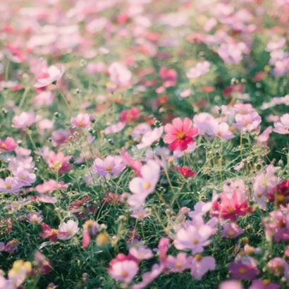 被狠狠拿捏的微信花头像🌸