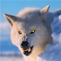 谁懂！被这组霸气冷酷狼头像帅麻了🐺