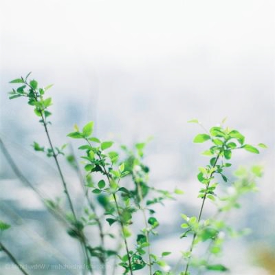 被这组清新脱俗淡雅头像美到了😍 