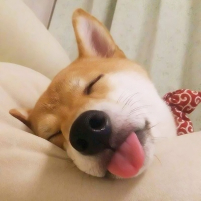 萌化啦!微信QQ必备萌宠头像