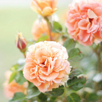 🌸被这组花的意境头像美到心颤！