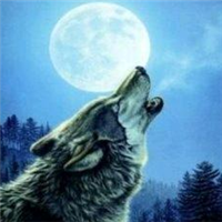 🐺超霸气狼头图片来袭,气场全开