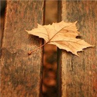🍁绝了！唯美QQ枫叶头像大全