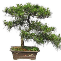 被惊艳到！盆栽微信头像图片大集合