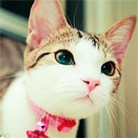 萌炸天的猫咪可爱头像,快来收!