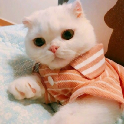 萌宠情侣头像一左一右大全