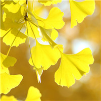 超绝！银杏叶头像图片大集合