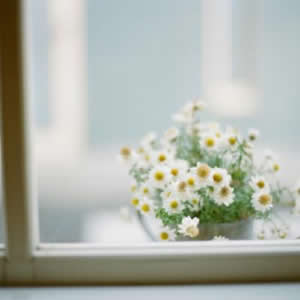 被这组微信植物清新头像美到啦