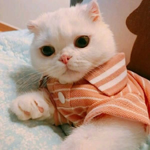 超萌猫系情侣头像来袭，一左一右超登对