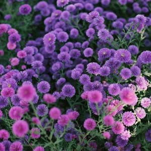 绝美微信花朵头像来袭，速来围观！