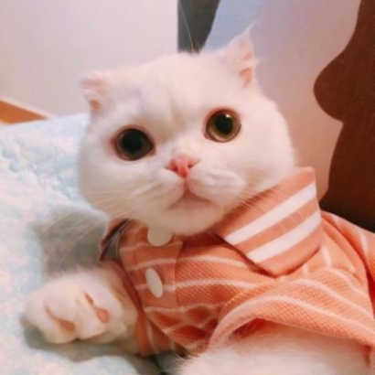 萌炸了!抖音宠物头像大全来袭