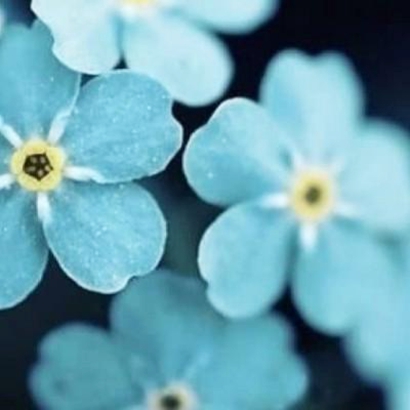 绝美花朵图片头像来袭，太仙啦！