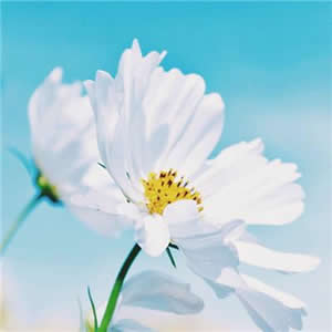 被这组简单唯美的风景微信头像美哭啦！