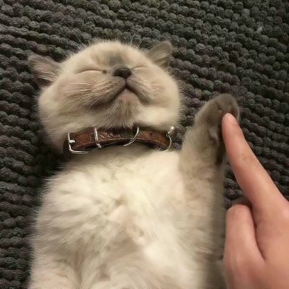 萌化啦！微信可爱猫头像来袭