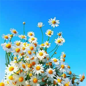 被美到！这些唯美意境清新微信头像绝了