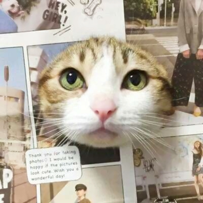 萌炸啦!猫咪情侣头像高清一左一右来袭