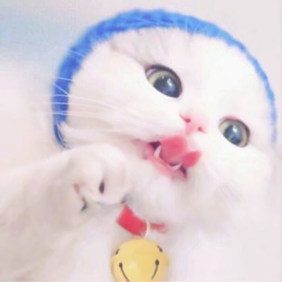 萌化啦！超可爱猫咪头像大全