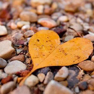 微信头像图片静物精选:小众高级感,适合文艺党 / 极简控