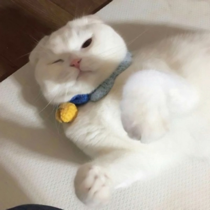 免费存！超可爱猫咪情侣头像大全｜软fufu猫咪形象，甜到心坎里